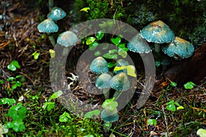 Large group of verdigris agaric photo