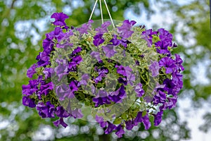 Large group of vivid purple flowers of Petunia axillaris plant in a pot, with blurred background in a garden in a sunny spring day