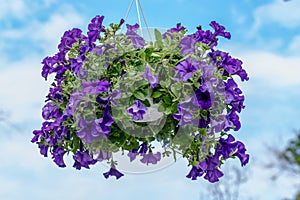 Large group of vivid purple flowers of Petunia axillaris plant in a pot, with blurred background in a garden in a sunny spring day