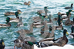 Large group of water birds  swimming in pond in city park, beautiful green-blue water background. Ducks in water