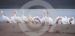 Large group of white and brown pelicans on the beach at sunset, California
