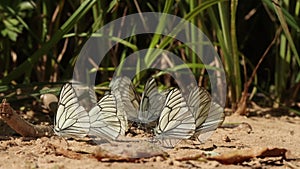 A large group of white butterfly with striped wings on the sand . shooting from the side. Macro