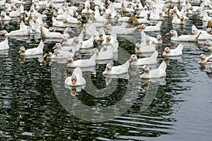 A large group of white-haired ducks in the duck farm