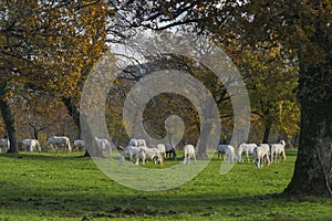 Large group of white horses autumn sunny day