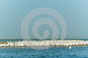 Large group of White Pelicans on beach