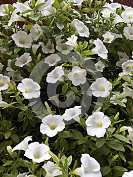 Large group of White Petunia Flowers. Blooming Petunia, close up