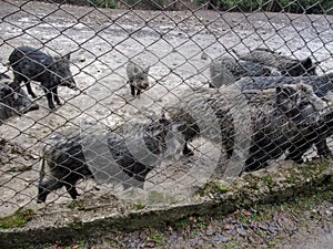 Large group of wild boars in the mud behind the grid in the zoo