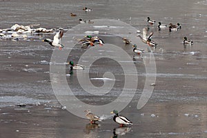 A large group of wild ducks inhabit the streams in the mountainous area.