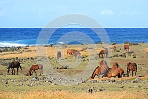 Large Group of wild horses grazing at the shore of Pacific ocean on Easter island, Chile, South America