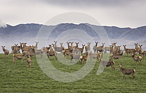 A large group of wild reindeer standing on green hill with mountain rages in background, looking at camera