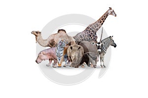 Large group of wild zoo animals together on horizontal web banner with room