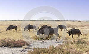 A large group of Wildebeest walking away