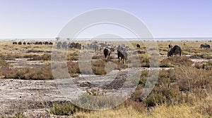 A large group of Wildebeest walking away