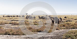 A large group of Wildebeest walking away