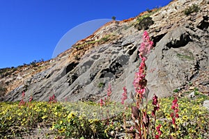 Large group of wildflowers blossoming in  Irwin River riverbank  Western Australia