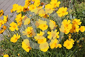 Large group of yellow flowers of lance-leaved coreopsis Coreopsis lanceolata