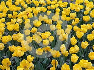 A large group of yellow tulip flowers
