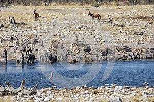 Etosha National Park - Zebra at a watering hole - Namibia - 2017