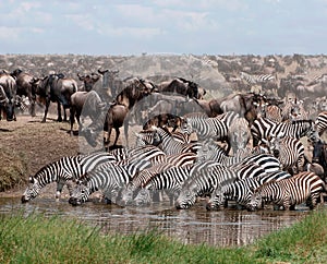 Large group of zebras and other animals drinking water from a small lake