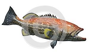 Large grouper fish, isolated