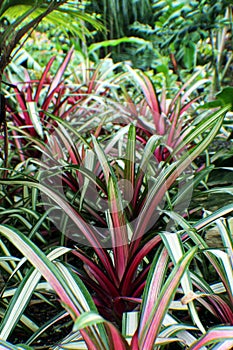 Red, Green, White and Pink Varigated Bromeliad Plants photo