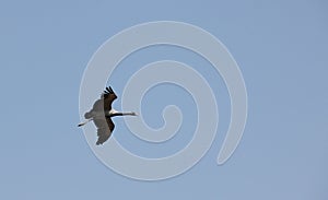 Demoiselle Cranes flock together in Khichan photo