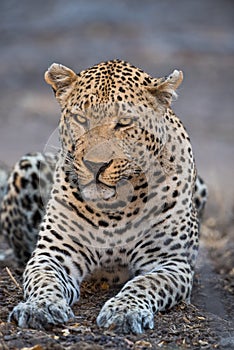 A large, grumpy-looking leopard resting.