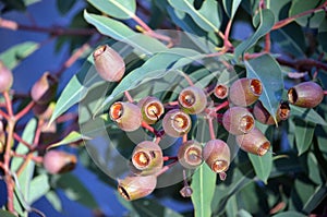 Large gumnuts of the redgum Corymbia ficifolia photo