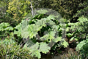 Large Gunnera plant in the Forest
