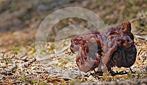 Large gyromitra brown mushroom in spring forest