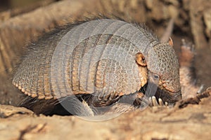 Large hairy armadillo