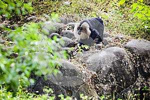 Large hairy black monkey looking for food in large stones in open aviary