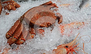 A large hairy crab is lying on crushed ice on the store counter. Healthy seafood is prepared for sale.