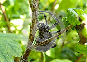 A large hairy and scary forest arthropod spider cross.