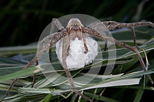 Large hairy spider and her egg sac photo