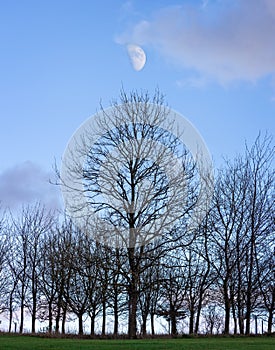 Large half moon over tree on West Wilst Golf Course, Warminster, Wiltshire,