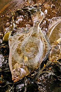 Large halibut flatfish on melting ice photo