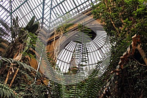 Large hall of the botanical garden, a glass ceiling in the greenhouse, large green plants