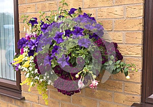 Large hanging basket of flowers with a wide range of colors for