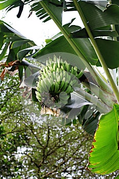 A large hanging cluster of banana fruits