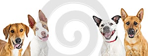 Large Happy Dogs White Web Banner