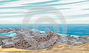 A large harbor seal rests on the sandy seashore in stone pebbles. Realistic vector