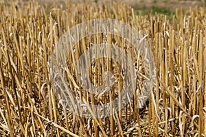 a large harvest of golden wheat on the field in summer