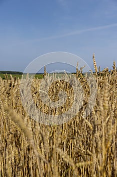 a large harvest of golden wheat in the field in summer