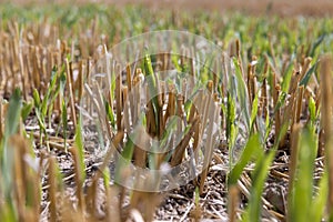 a large harvest of golden wheat on the field in summer