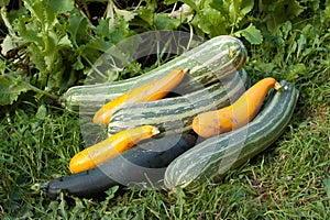 The large harvest of vegetable marrows