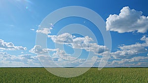 Large harvest of wheat in summer on the field landscape with blue sky and clouds. Wide shot.