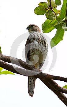 Large hawk-cuckoo photo