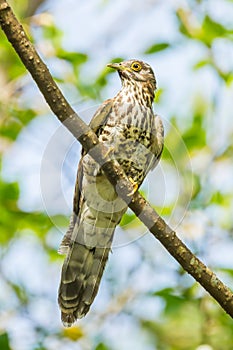 Large Hawk Cuckoo