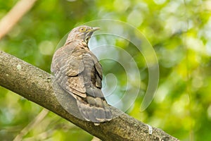 Large Hawk Cuckoo